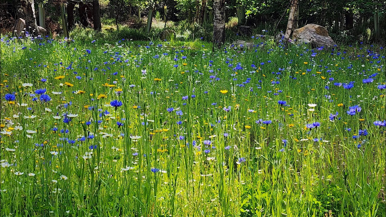 Garden Wildflower Meadow 2025