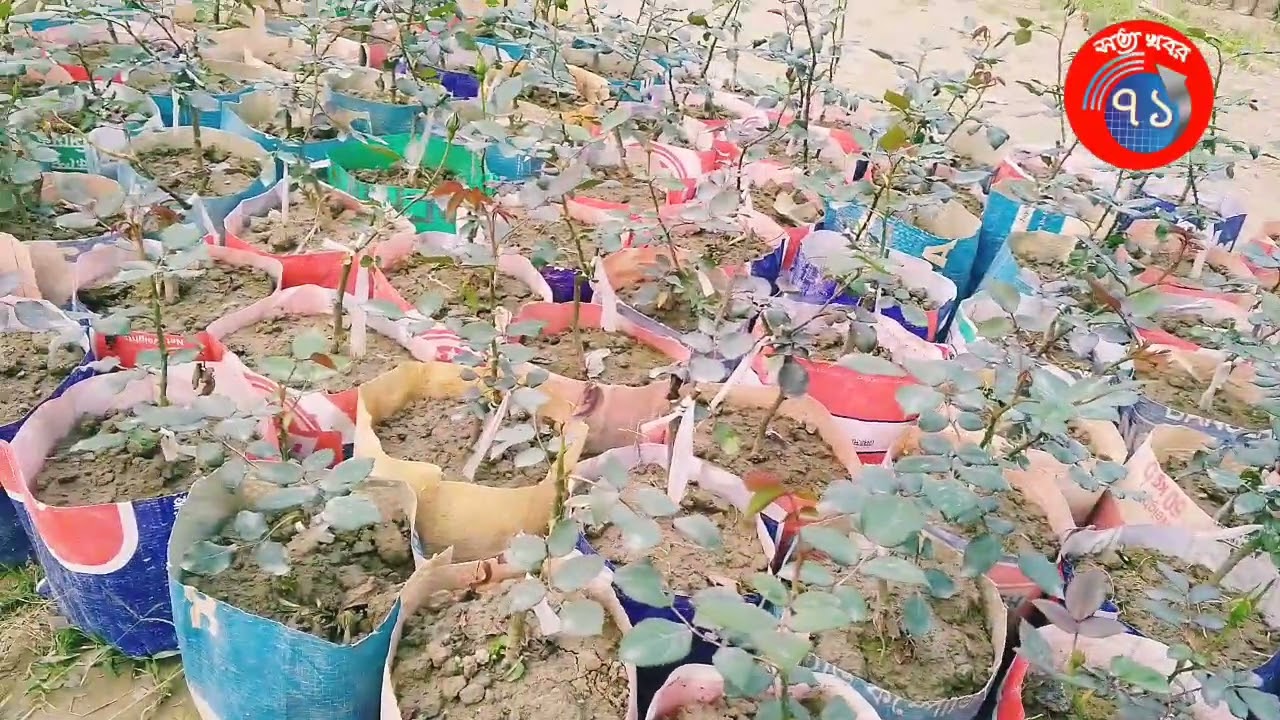মায়ের দোয়া আলামিন নার্সারি 