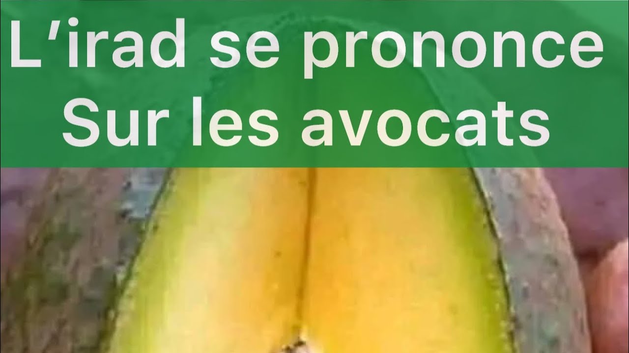 ITINERAIRE TECHNIQUE DE LA CULTURE DES AVOCATIERS GREFFES par l’Irad
