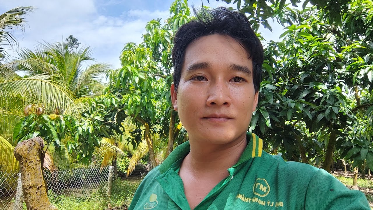 Giá xoài đài Loan hôm nay 29-8-2025