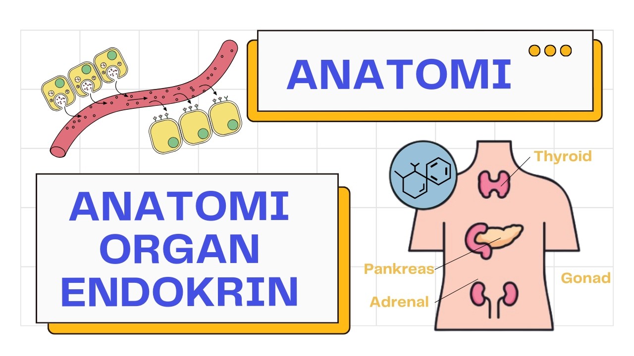Cukup 10 Menit Bahas Anatomi Kelenjar & Organ Endokrin / Hormon! | Anatomi 101
