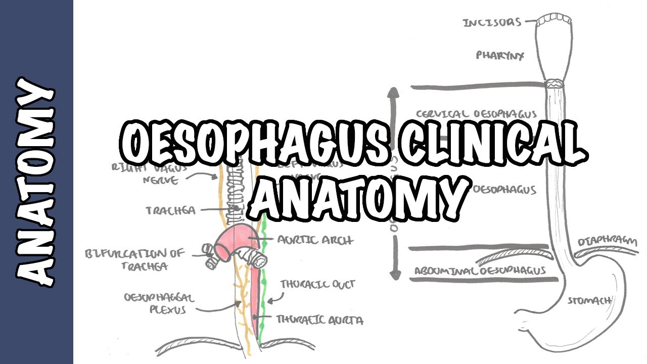 Пищевод (Esophagus) &ndash; клиническая анатомия