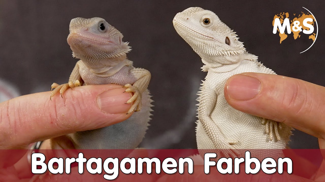 Neue Bartagamen Farben / Combos | Gibt es Albino? | Pogona vitticeps