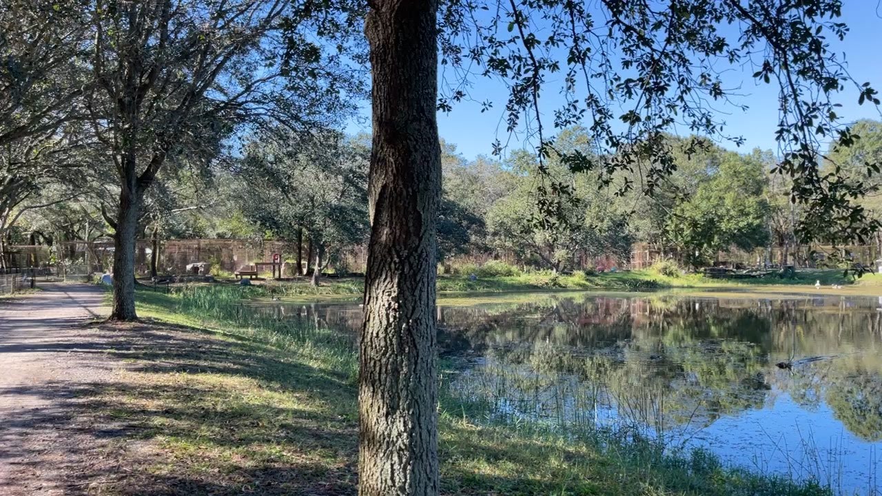 Thank you Thank you Thank you !!! Live from Big Cat Rescue !! 12 07 2022