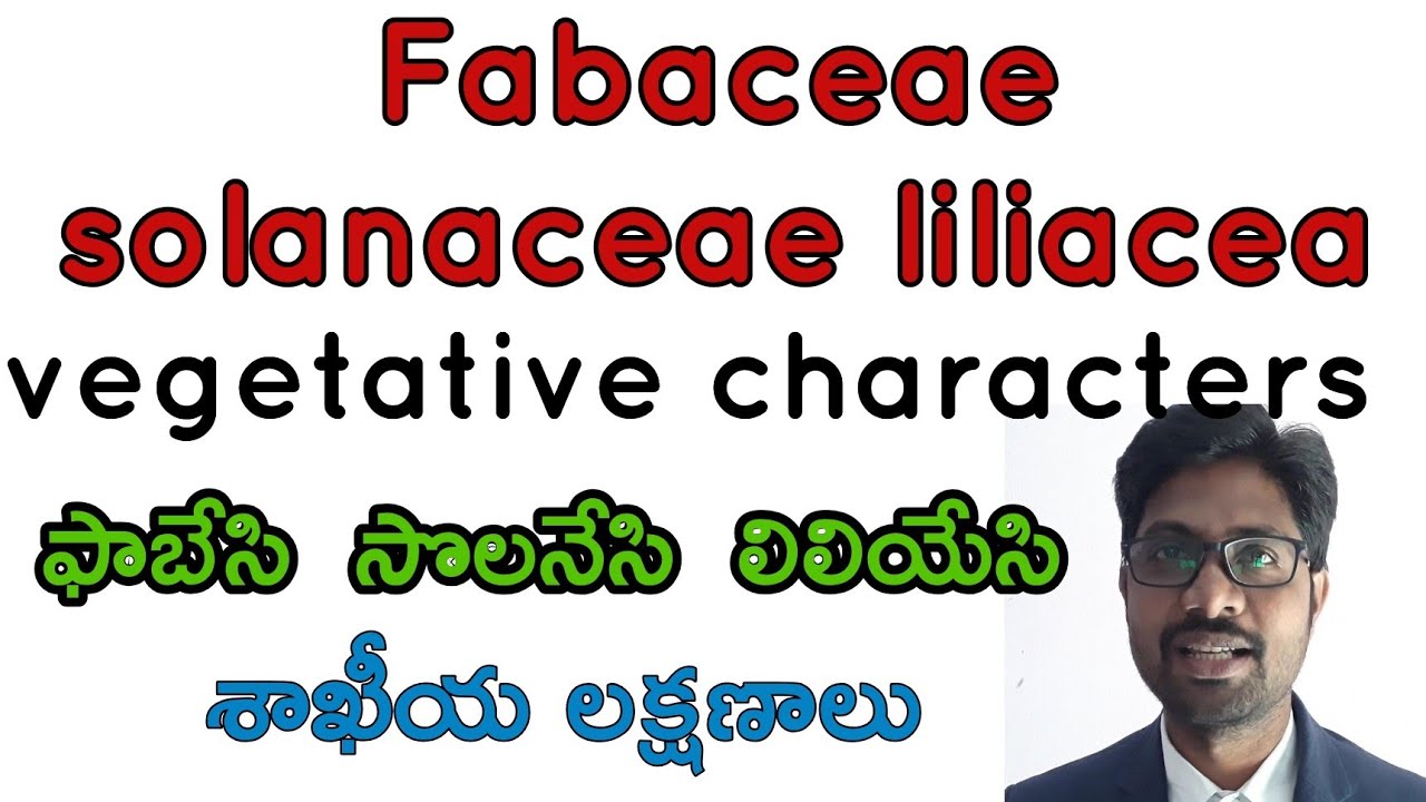 Morphology of flowering plants fabaceae solanaceae liliacea vegetative characters