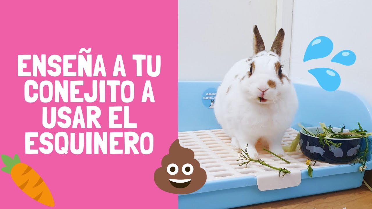 ENSEÑA A TU CONEJO A USAR EL ESQUINERO 🐰💦💩 TIPS Y CONSEJOS  ~ Pistachio el conejito