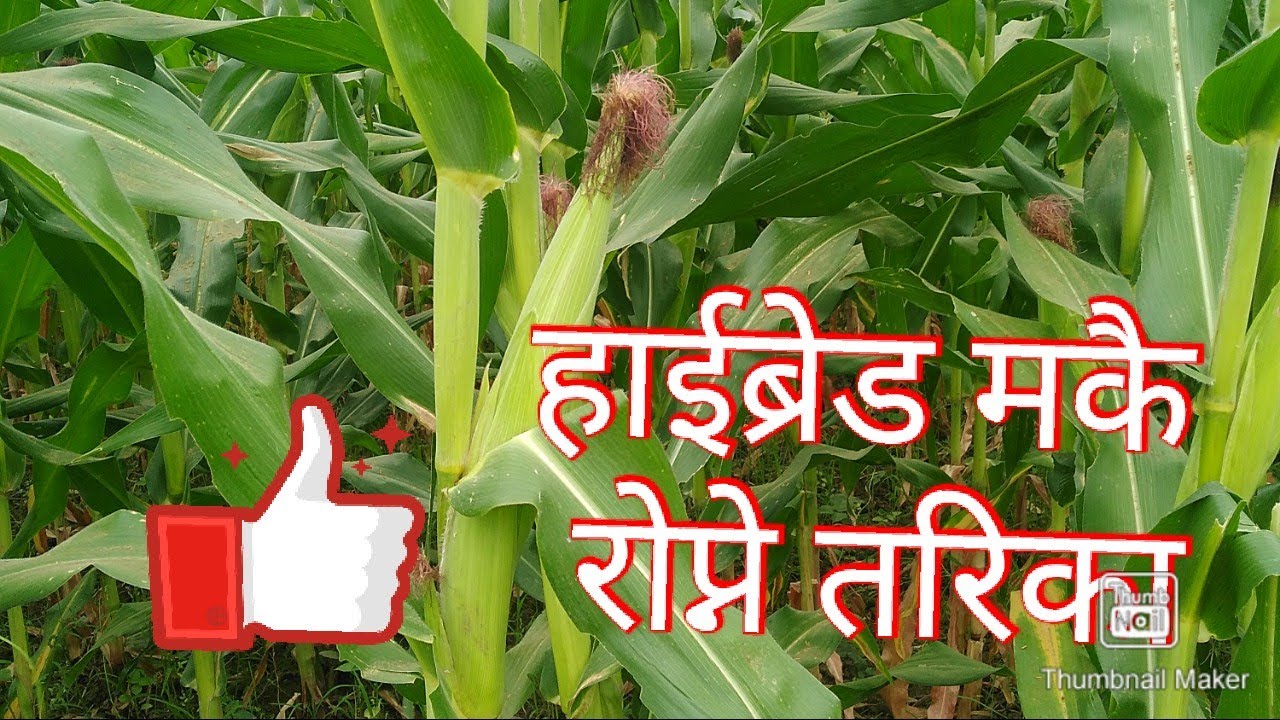 हाईब्रेट मकै लगाउने तरिका