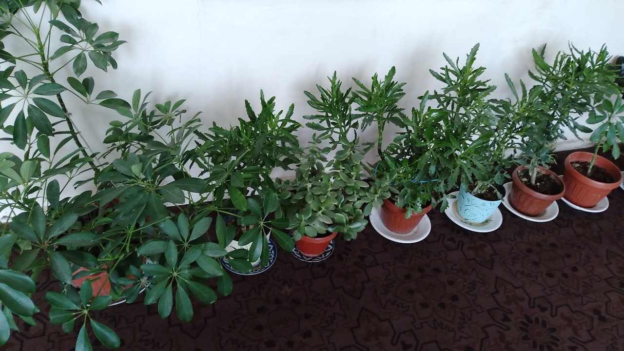 ЯНА  ХОНА   ГУЛЛАРИМ  ТУГРИСИДА 🪴🪴🪴⚘️⚘️⚘️🌿🌿🌿