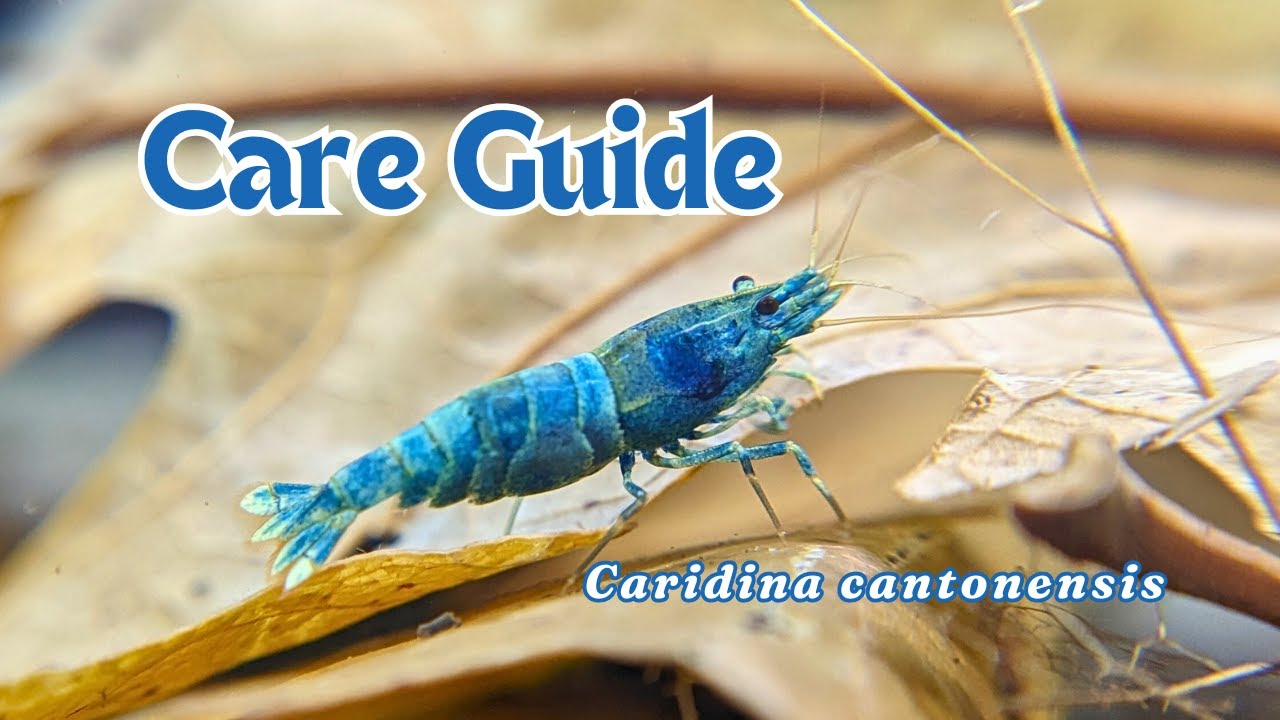 Freshwater shrimp care guide Caridina cantonensis