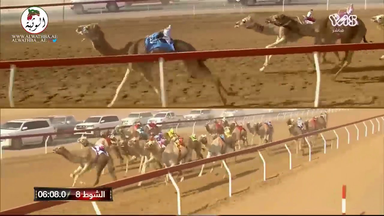 الشوط 8 (صبر) لـ عمر سليمان بن رويشد الجهني 9:24:2 ، مهرجان محمد بن زايد 2021/2/9 اللبسه ايذاع