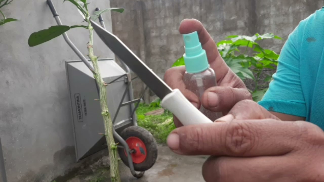 Enxerto De Citros Por Borbulha 3 em 1