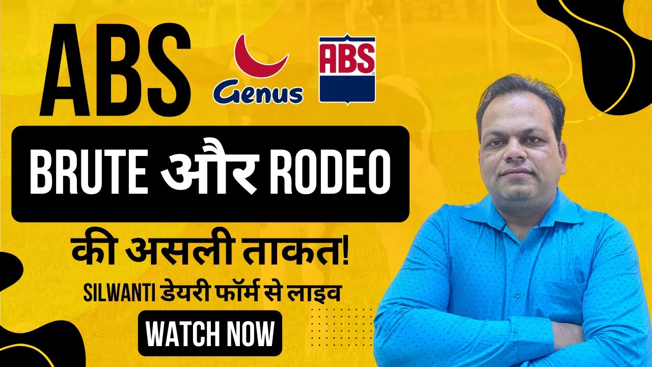 ABS HF Bulls Results | Brute & Rodeo Bull Calf Results | ABS Best HF Female Calf & Heifers for Sale