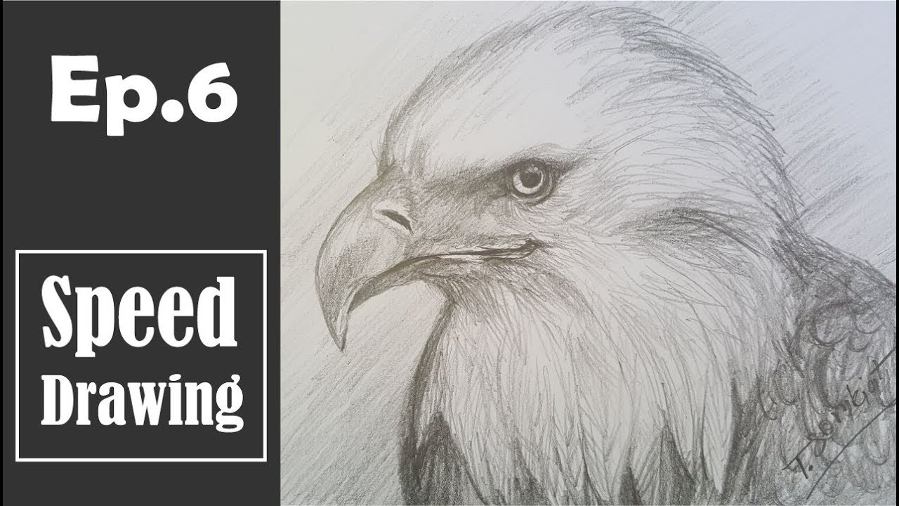 Ep. วาดภาพเหยี่ยว | Drawing  Eagle | Speed Drawing