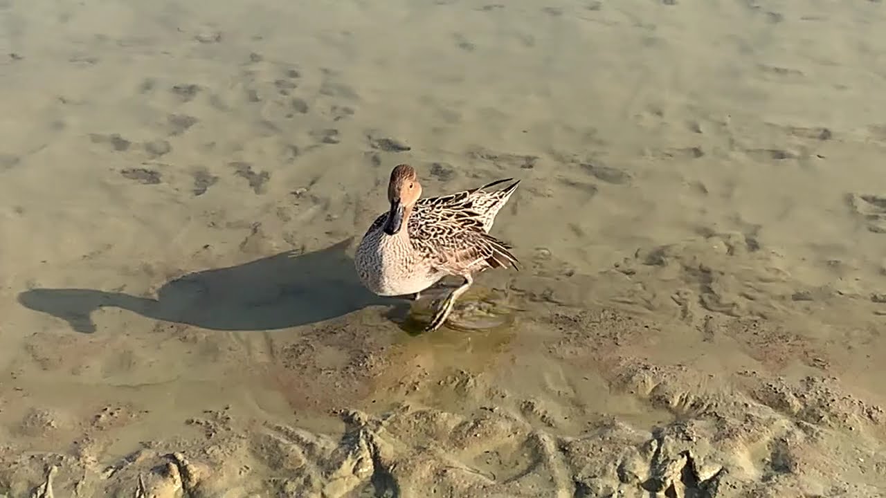 平荘湖のオナガガモのメスの様子103