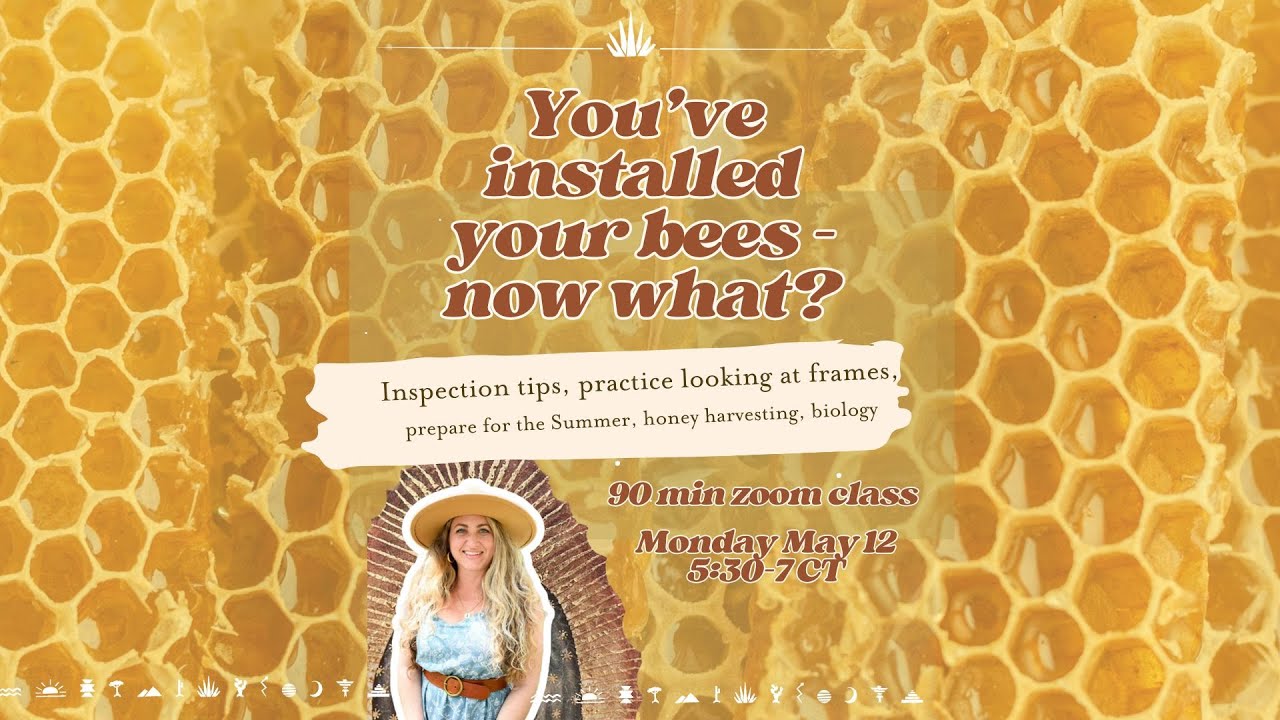 You've Installed Your Bees - Now What?