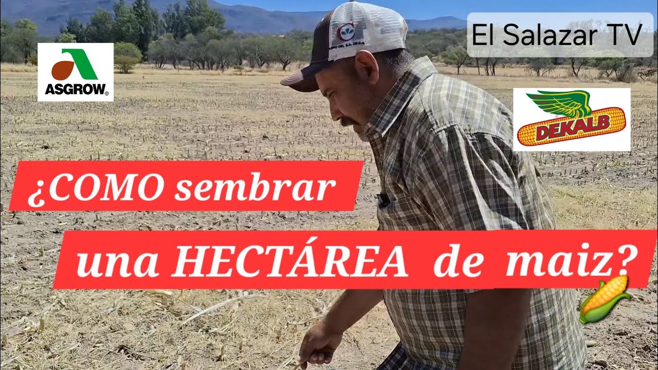 ¿COMO sembrar una HECTÁREA DE MAÍZ 🌽?  (en base a mi EXPERIENCIA👍) 🚜|El Salazar TV |