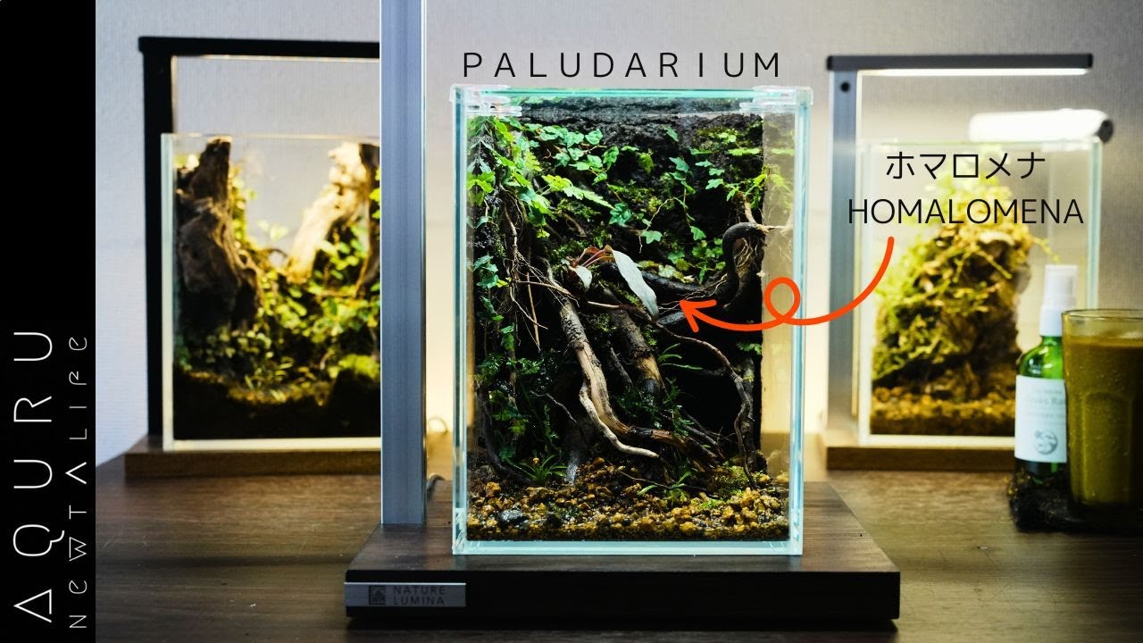 木の根から生えるホマロメナのパルダリウムレイアウト│Setupt the paludarium of Homaromena
