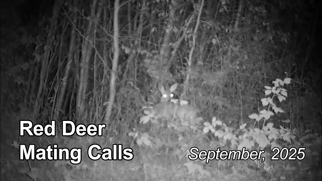 Red Deer 🦌 Mating Calls in September 🍂 &ndash; Part 1