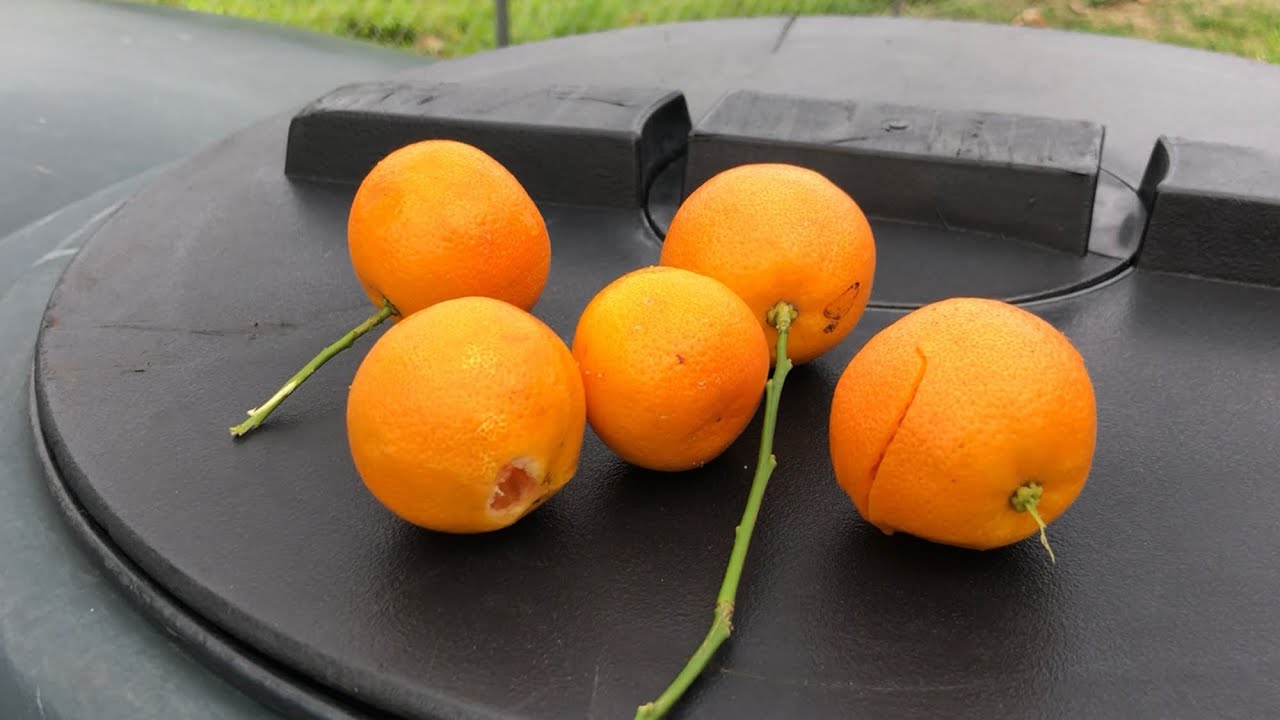 Growing CALAMANSI = CALAMONDIN (seed-small tree)