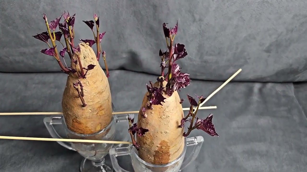 Zoete aardappel kiemen: Uitplanten in mei!