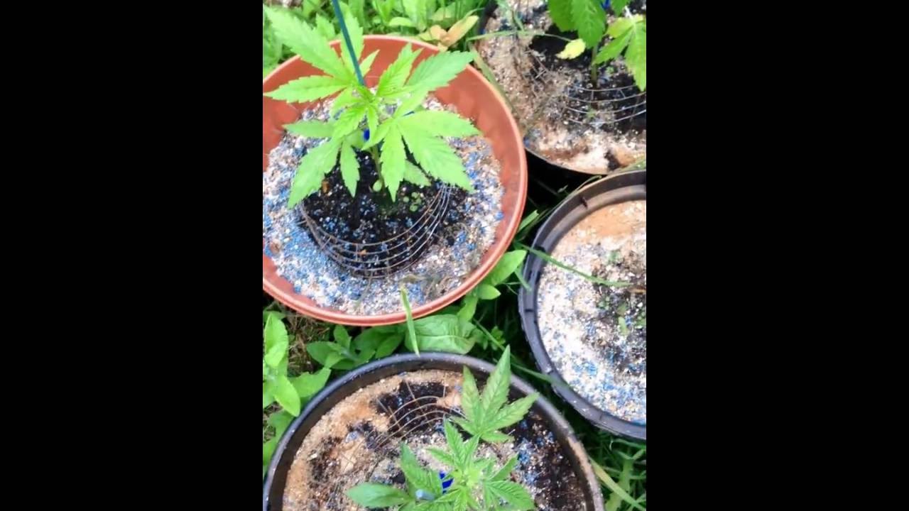 DAY 23 OUTDOOR UK AUTOFLOWER GROW!! DELICIOUS SEEDS/SUPER OG KUSH
