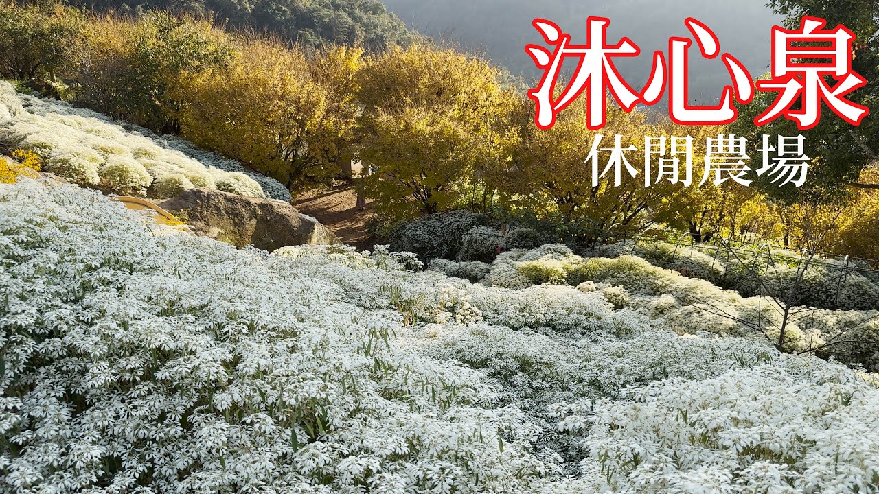 EP11│必收藏！美到窒息！│全台最浪漫白雪木步道-快衝！秋冬季節限定美景秘境-唯美指數破表，錯過再等一年-台中新社沐心泉休閒農場-賞黃金楓、白雪木、繡球花、櫻花-超強檔的自然景觀餐廳