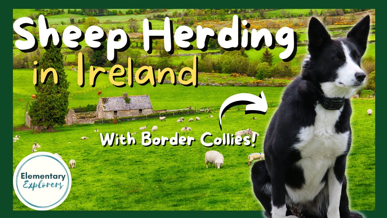 Kissane Sheep Farm - Sheep Shearing and Sheep Dog Demonstration - County Kerry, Ireland