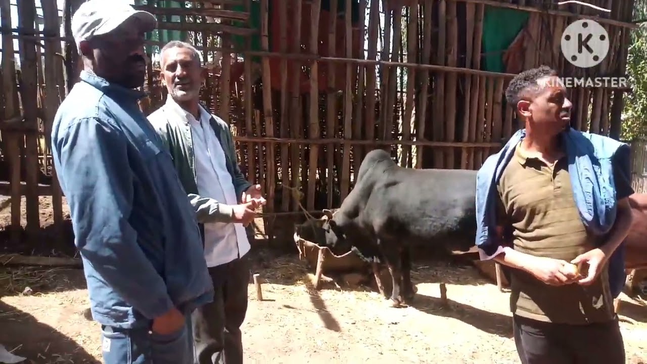 በደባርቅ ከተማ አስተዳደር አጠቃላይ የከተማ ግብርና የስራ እንቅስቃሴ 2016 ዓ/ም።