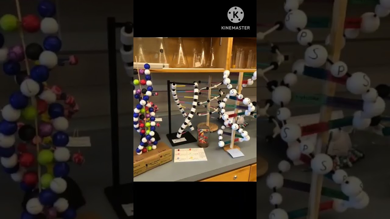 DNA model, working model #shorts #ytshorts #viral