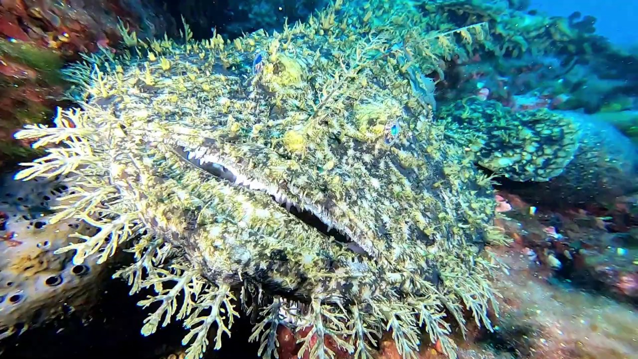 La Rana Pescatrice - Isole Tremiti