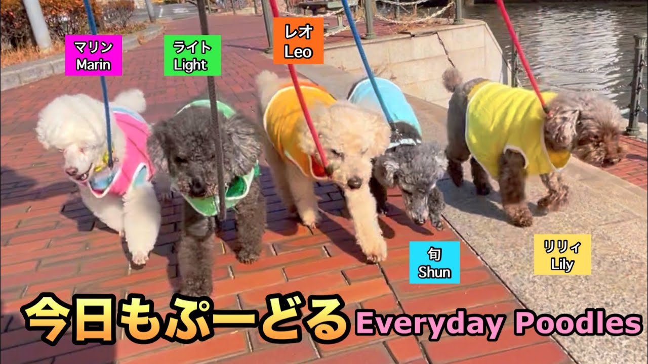 1月18日堺川沿いと駅周辺をワンパトEveryday Poodles