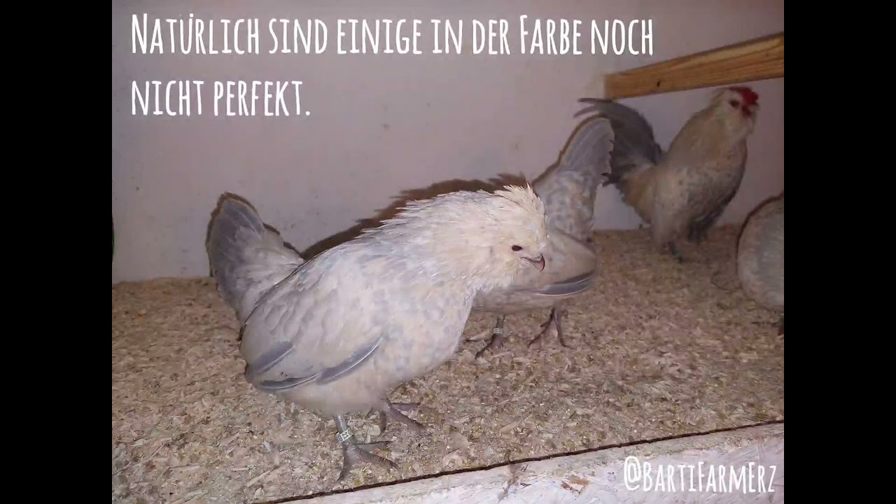 Watermaalsche Bartzwerge