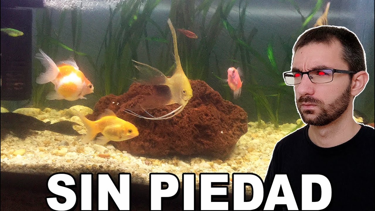 🕵️ Acuarios de Suscriptores Nº9 🔥VERSIÓN SIN PIEDAD🔥