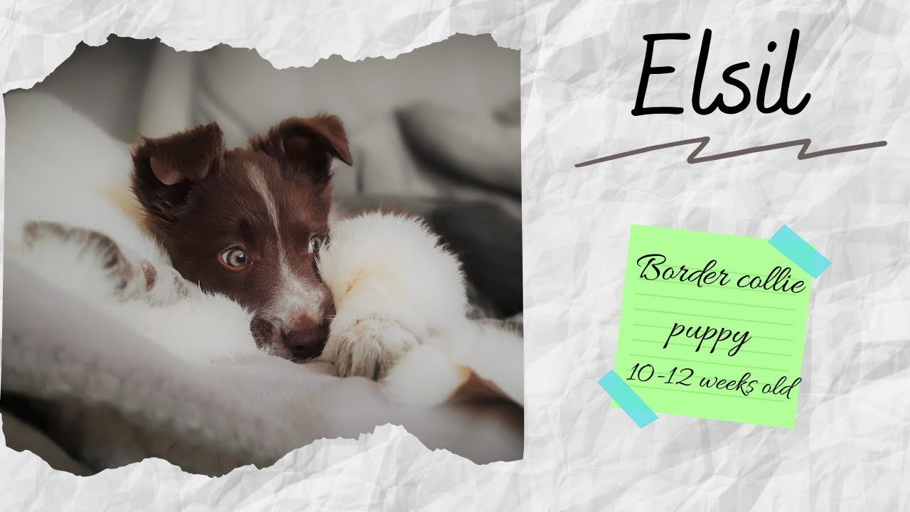 Elsil ~ Border Collie puppy |10 -12 weeks |