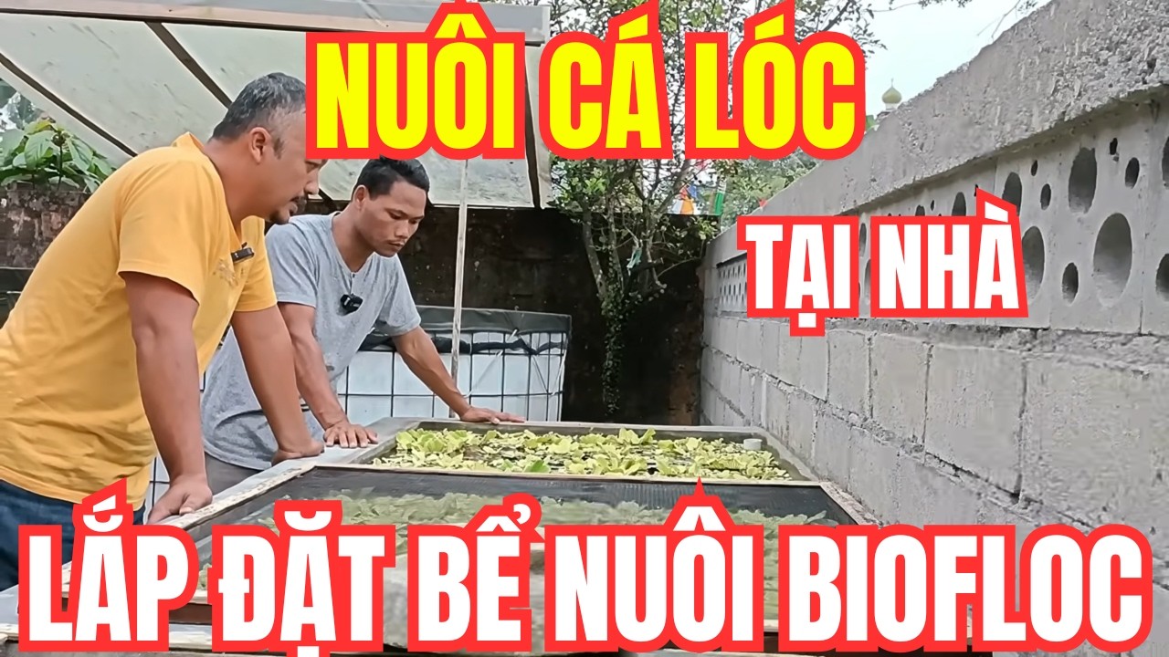 Nuôi Cá Lóc Tại Nhà Thành Công Và Cách Lắp Đặt Bể Nuôi Biofloc Dễ Dàng