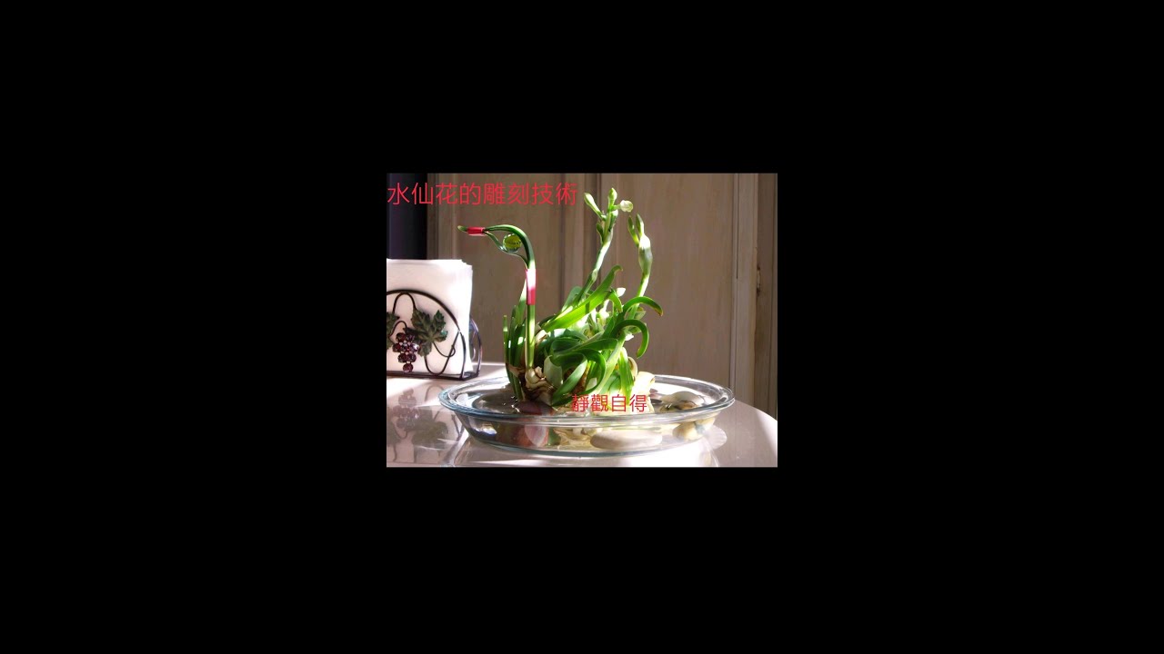 中國水仙花的雕刻技術 (字幕请点CC）Chinese Narcissus Carving & Design Techniques (Click CC for Caption)