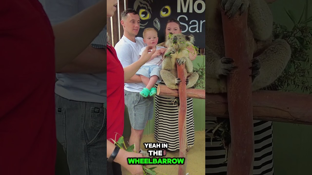 Moonlit Sanctuary meet Victor the koala bear