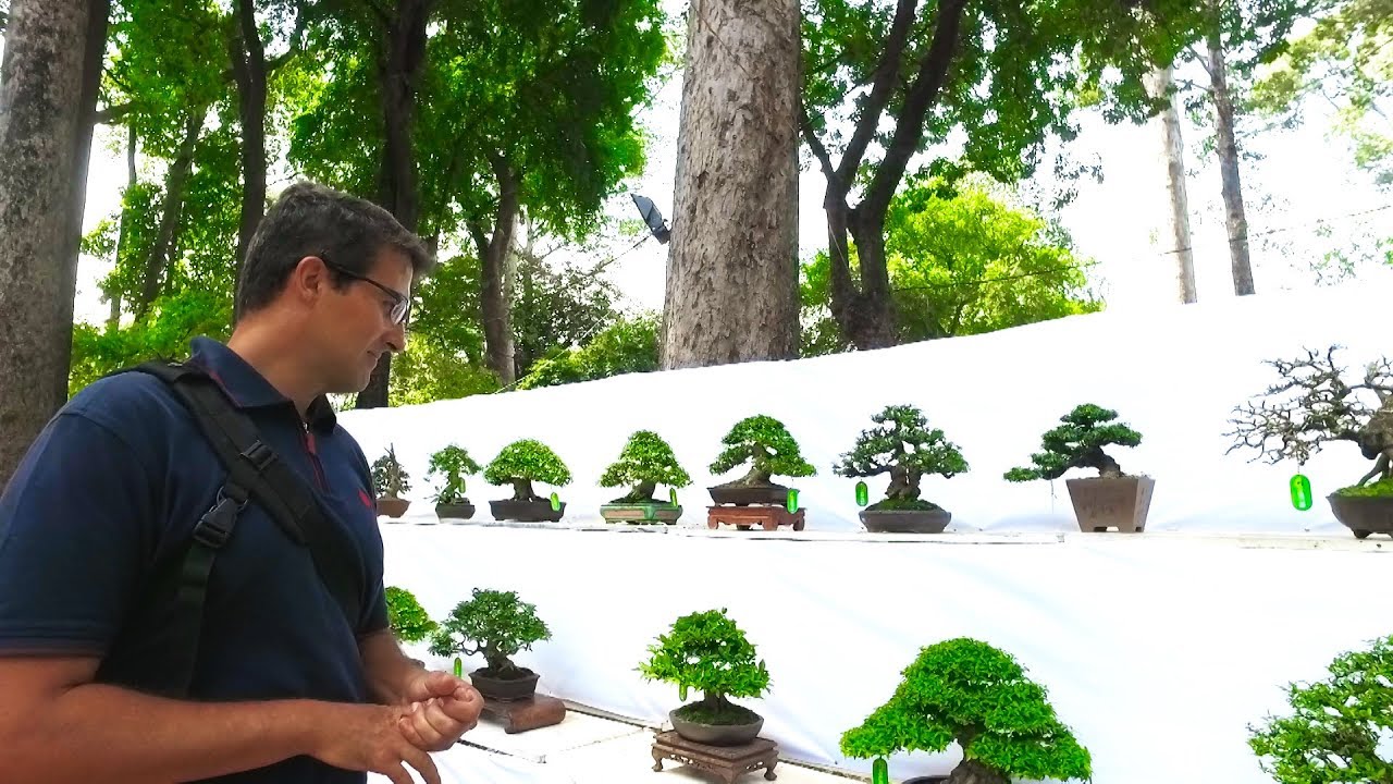 Shohin and Mame Bonsai Exhibition - Vietnam 2017