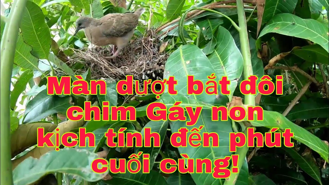 Ph&aacute;t hiện tổ chim Cu g&aacute;y ngay ở vườn nh&agrave; v&agrave; m&agrave;n dượt bắt đ&ocirc;i chim G&aacute;y non kịch t&iacute;nh đến ph&uacute;t cuối !