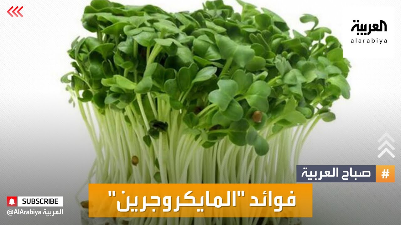 صباح العربية | المايكروجرين نباتات صحية فوائدها أفضل من الخضروات