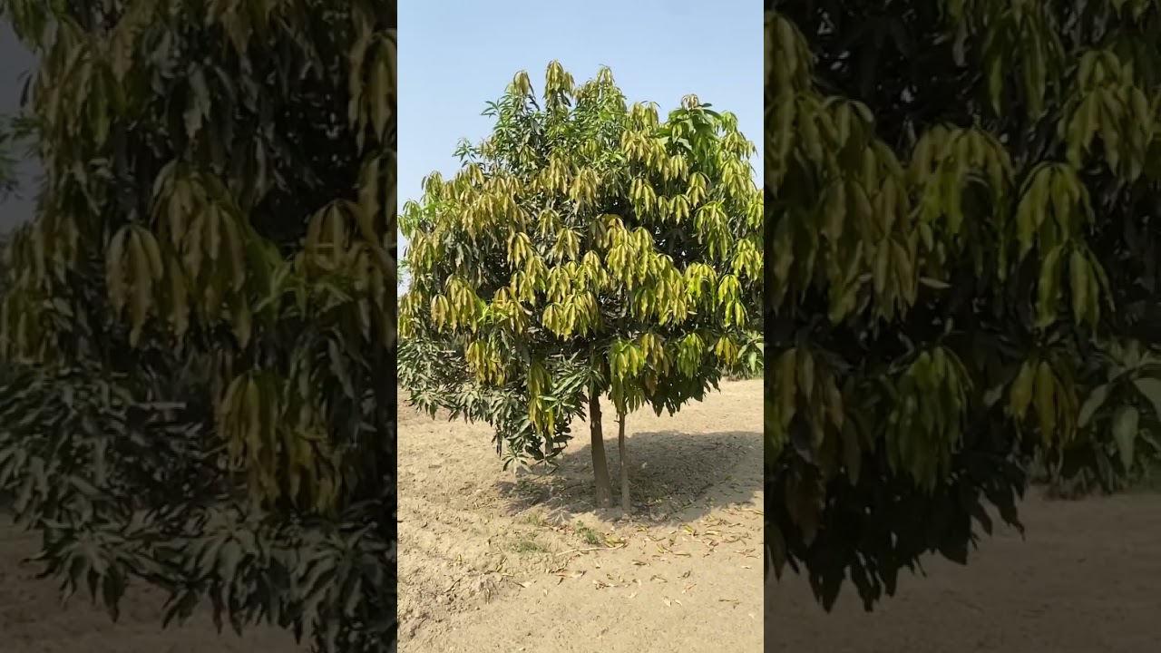 Mango tree in village #villagelife #villagelife #pakistanivillages #mangocultivation in Pakistan