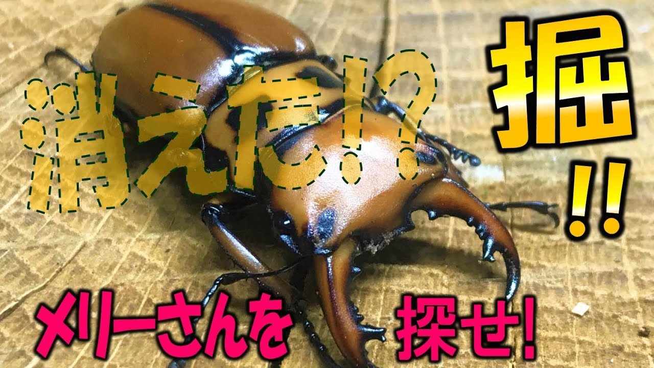 【クワガタ＆カブトムシ　消えたメリーさん…メリーメンガタクワガタ掘り出し】（くろねこチャンネル）