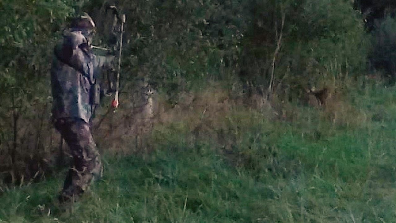 Chasse à l'arc - bow hunting - chevreuil - roe