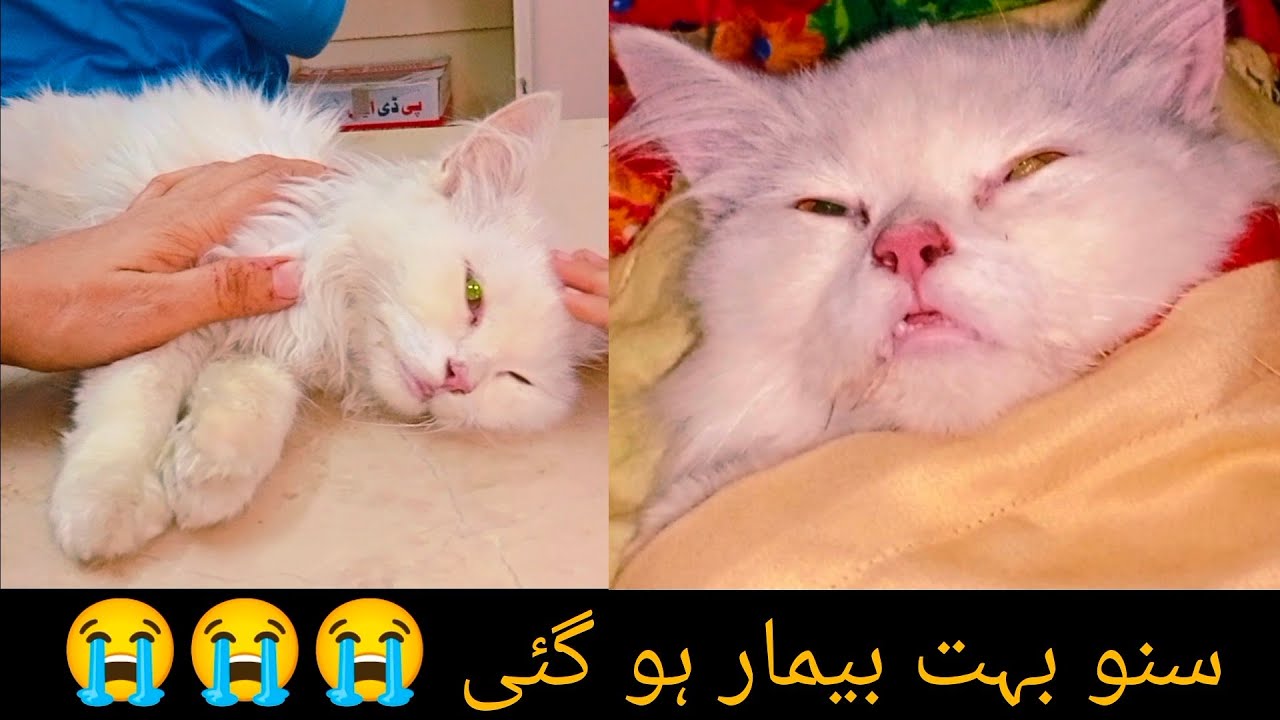 Snow is so sick | please pray for snow | snow ki tabiyat bohat kharab hai