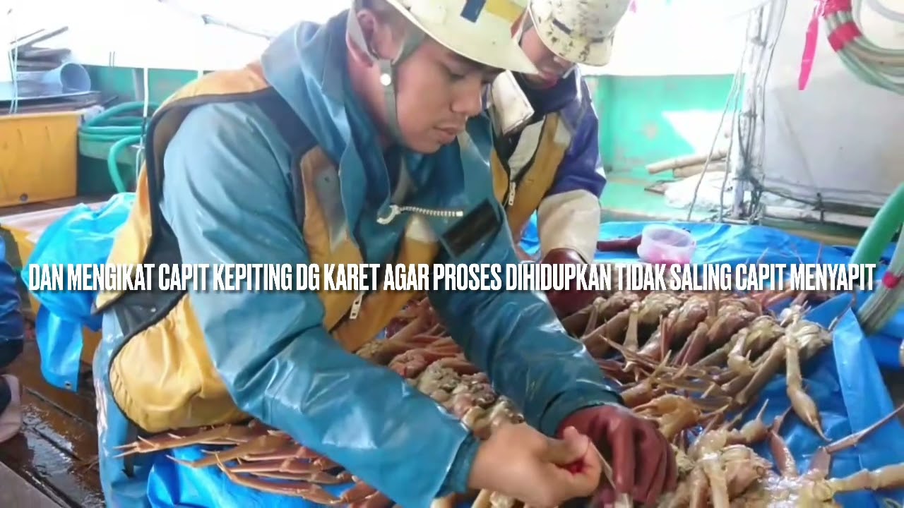 KAPAL TRWAL KEPITING ALASKA DIJAPAN FULL MOVIE (kepiting termahal dg gaji100jt-200jt musim ini saja)