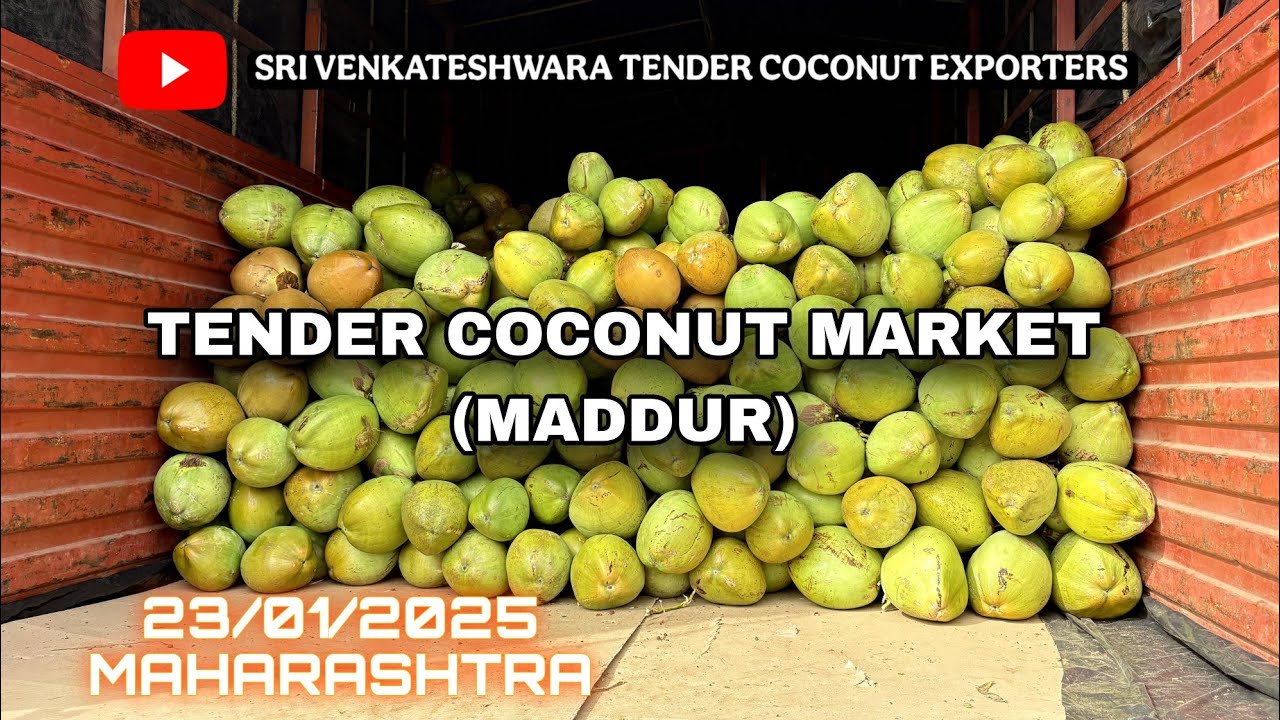 Tender coconut market maddur,23/01/2025,exporting to Maharashtra, #maharashtra #maddur #nariyalpani