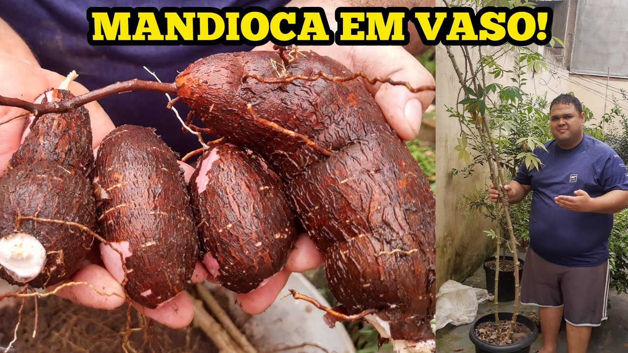 Mandioca em vaso! experi&ecirc;ncia feita com sucesso,confira o v&iacute;deo at&eacute; o fim!