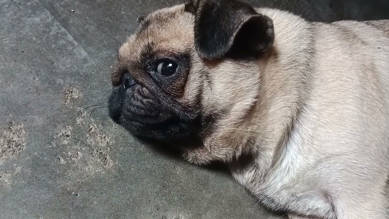 Pug puppies 9991107777 