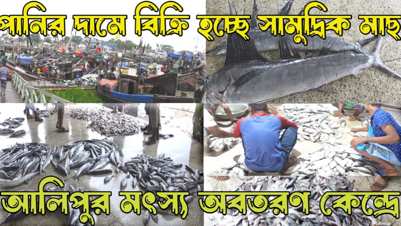 নদী এবং সাগরের পাইকারি মাছের আড়ৎ আলিপুর মৎস্য অবতরণ কেন্দ্র কুয়াকাটা।@SnigdhasCollection