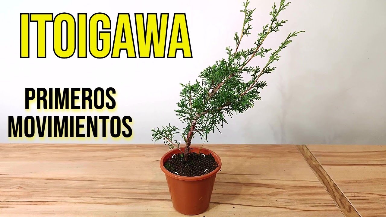 💥Primeros Movimientos en JUNIPERUS ITOIGAWA - BONSAI💥